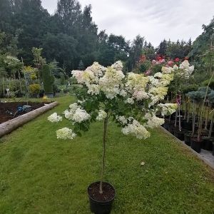 Hortenzija Šluotelinė (Hydrangea paniculata) &#039;Vanile Fraise&#039; medelis